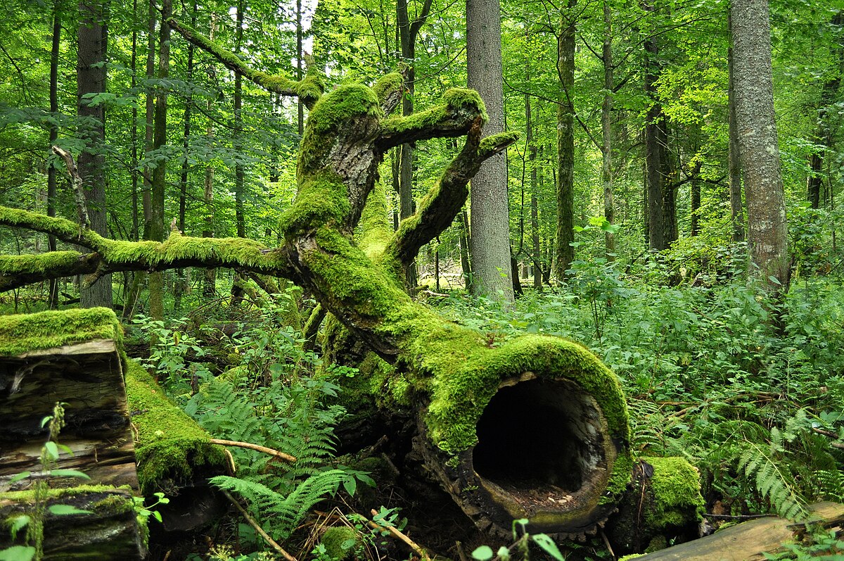 Taman Nasional Białowieża: Hutan Terakhir Eropa Tempat Bison Liar Masih Berkeliaran