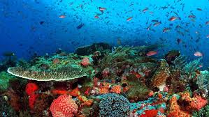 10 Lokasi Diving Terbaik untuk Pecinta Wisata Lautan Global