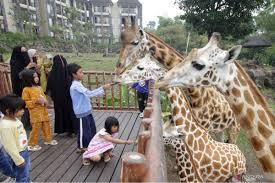 Dari Harimau Sumatra hingga Orangutan Kalimantan, Yuk Jelajahi Ragam Satwa Nusantara!